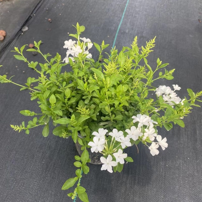 白雪花原土盆栽大苗带花苞阳台庭院木本花卉耐热好养植物四季开花