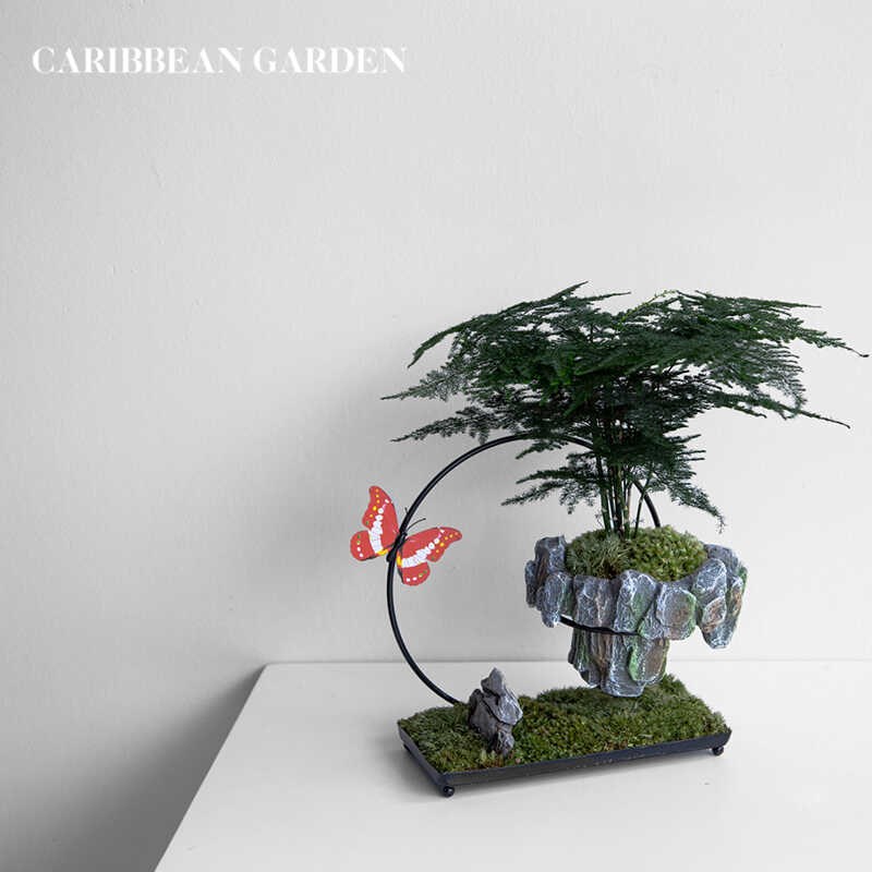 加勒比花园 文竹 中国风 室内花卉植物 办公室玄关盆栽 绿植摆件