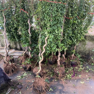 迎春花树苗盆景高杆探春花庭院盆栽攀援爬藤垂吊类花卉报春花植物