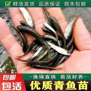 螺蛳青鱼苗淡水养殖食用活鱼黑皖鱼灰草鱼观赏冷水鱼优质大青鱼