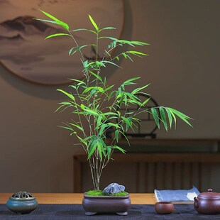 精品内门竹盆栽名贵门内竹室内庭院绿植四季常青好养易活竹子盆景