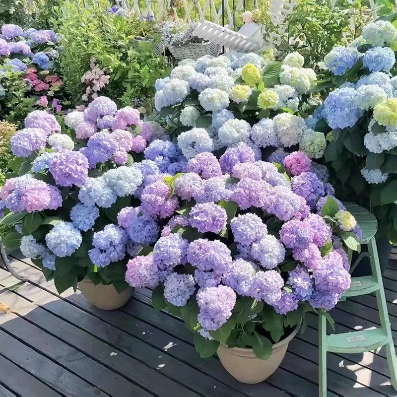 高档花卉绣球花苗盆栽无尽夏阳台庭院别墅花园植物多年生四季耐寒