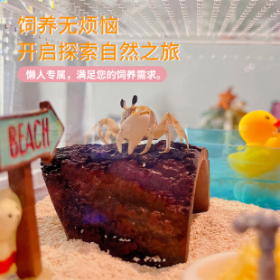 小沙蟹饲养套装陆生海水淡水观赏宠物蟹懒人混养寄居蟹包邮包活