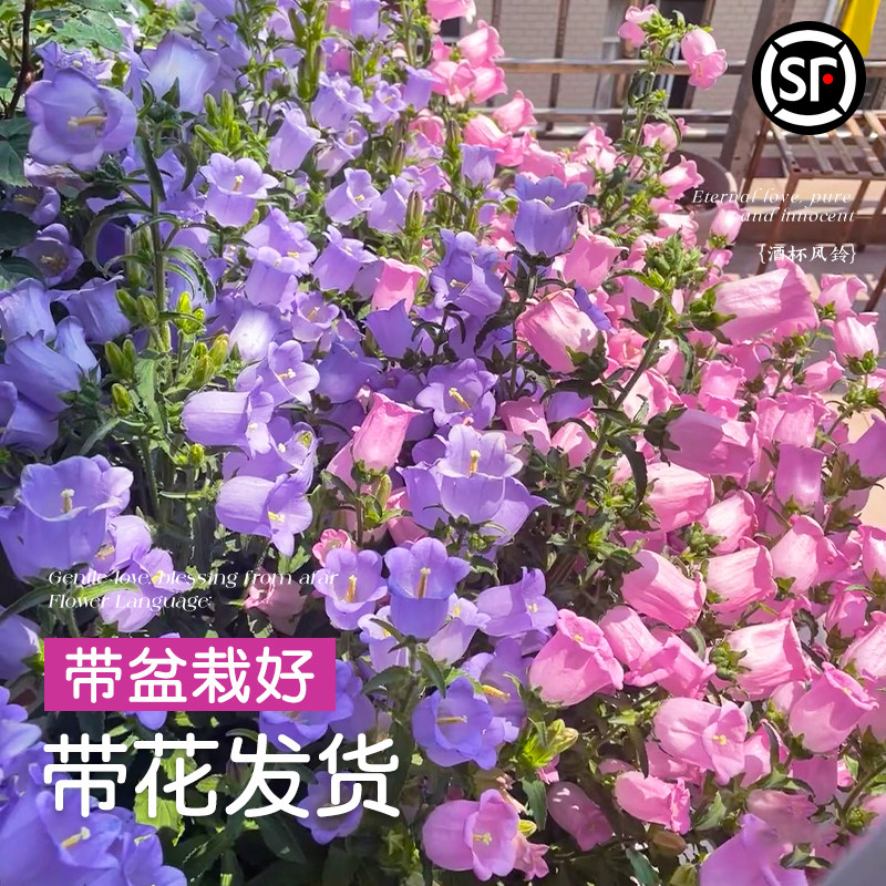 风铃花盆栽鲜花卉草酒杯丹麦重瓣紫色蓝花苗带苞客厅阳台四季绿植