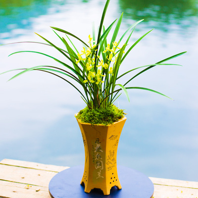 兰花盆栽植物名贵建兰铁骨素梅四季兰草兰花苗带花苞大众国兰漳州