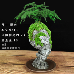 禅意文竹盆栽植物室内四季迷你办公室绿植摆件桌面山水小奇石盆景