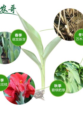 【一件/10棵美人蕉】庭院水池美人蕉绿化水生植物花卉 鱼池植物