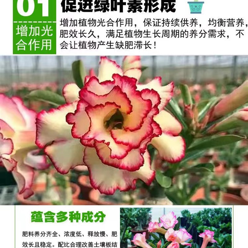 沙漠玫瑰专用肥料免稀释水培营养液老桩花肥盆栽植物颗粒缓释肥料