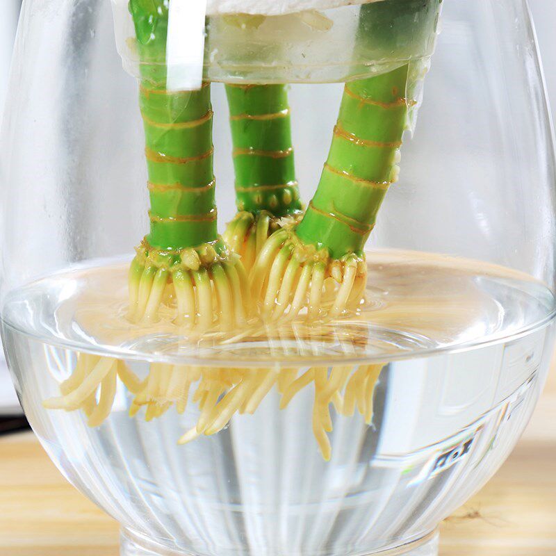 观音竹富贵竹水培植物包邮卧室内客厅水养绿植物盆栽