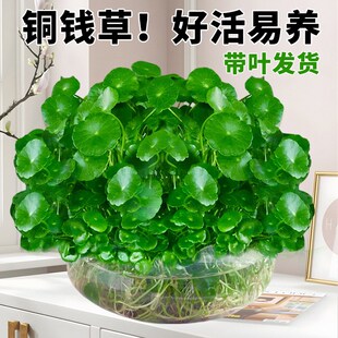 精品大叶铜钱草水培植物水养金钱草鱼缸专用造景水草净化水质