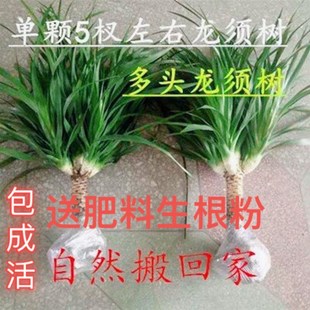 龙须树龙须铁龙血树多头花卉盆栽室内客厅大型绿植花卉净化空气