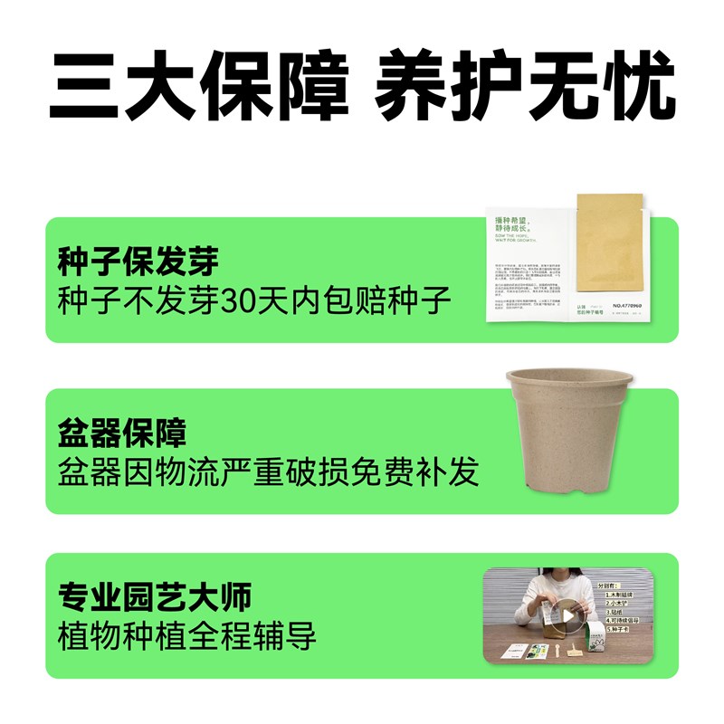 作物生长种植套装小雏菊玛格丽特喇叭花小番茄花卉种植盆栽diy