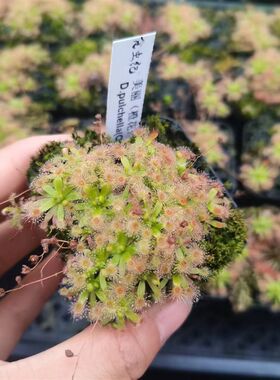 美丽茅膏菜迷你茅食虫纪食虫植物盆栽趣味驱蚊冬芽小植物小盆景