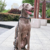 宠物牵引绳 狗狗P链法斗柯基魏玛犬外出遛狗绳子可调节伸缩拉绳