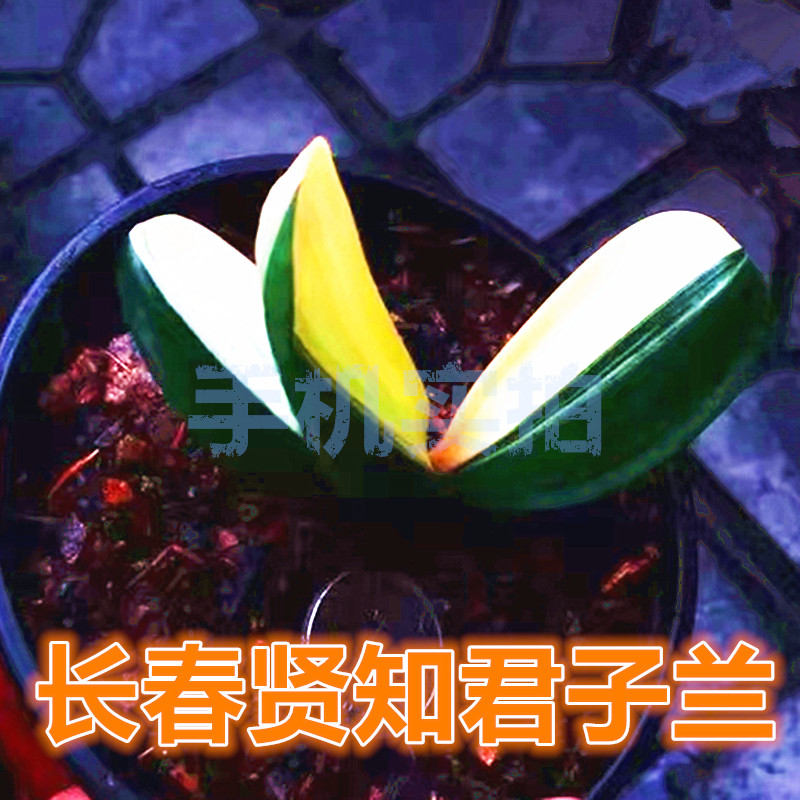 长春君子兰国兰彩兰冰绿鸳鸯瓷白覆轮一线天金丝彩小苗绿植包邮