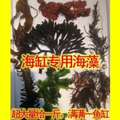 海缸带石海藻红千层藻水草除石莼红绿葡萄去红泥用海草上石带石头