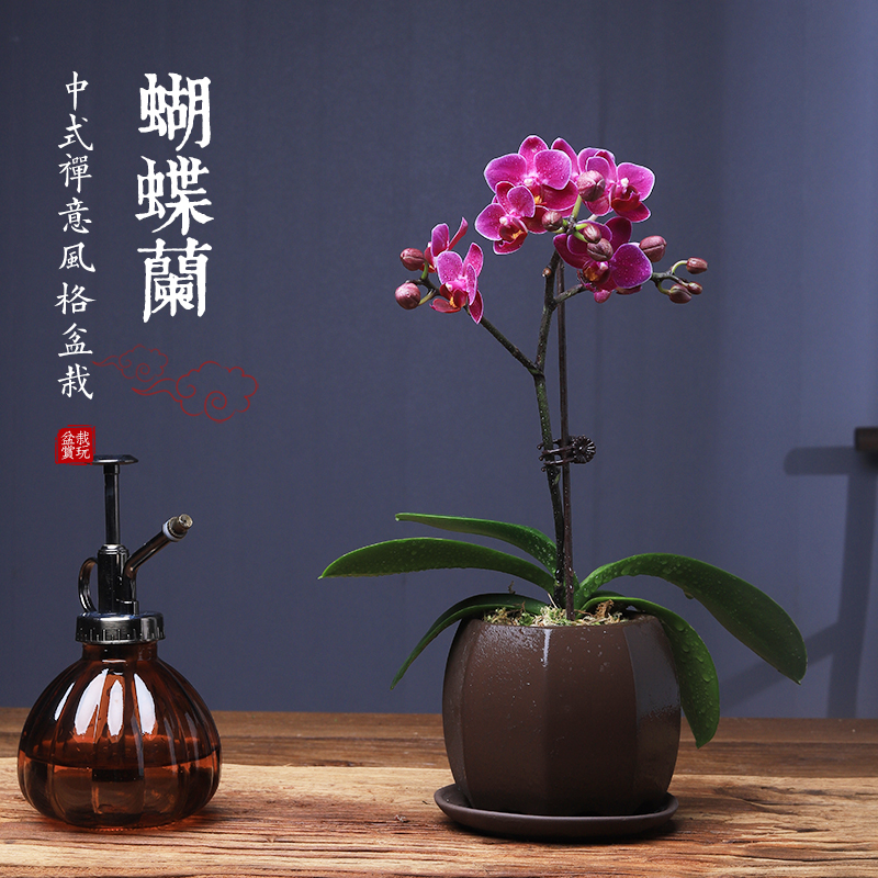 蝴蝶兰盆栽带花室内植物客厅办公桌花卉装饰庭院盆景带花苞绿植