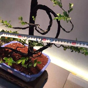 小盆栽小叶紫檀盆景树桩植物花卉盆栽办公室内绿植黑骨茶 自家种