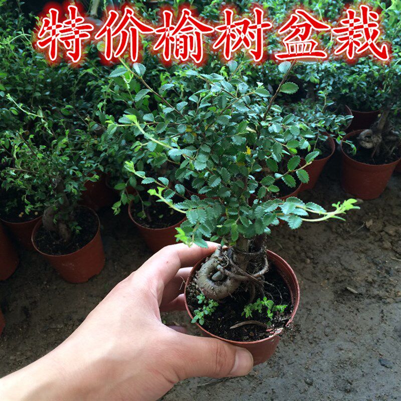 小叶榆树盆景植物家庭客厅室内禅意绿植四季常青创意绿色观叶盆栽