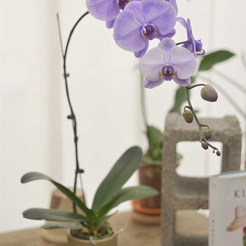 PHYSIS是花蝴蝶呀直播蝴蝶兰专拍一物一选圣诞节年宵花6/5更新