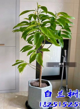 盆栽白兰花树苗黄桷兰花别墅庭院室内大型花卉四季常青浓香风景树
