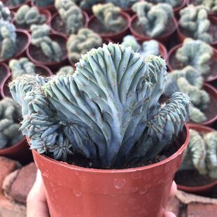 漳州嘟嘟多肉植物园艺场【龙神木缀化】仙人柱嫁接蓝色仙人球