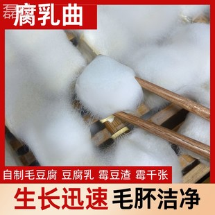 商用腐乳曲霉豆腐曲做豆腐乳霉XNT的毛菌霉菌豆渣豆腐乳粉豉曲粉5