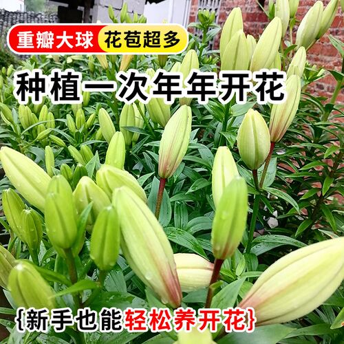 颗香水百合种球大重瓣四季室内易活卉鲜种籽子
