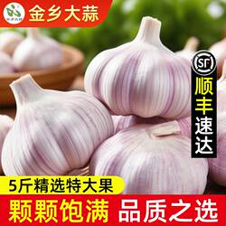 金乡大蒜干蒜5斤精选特大果山东紫白皮批发新鲜大蒜头官方旗舰店