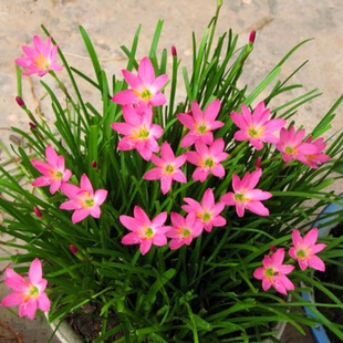 葱兰花苗风雨兰韭菜o兰葱莲石蒜庭院绿化花卉工程苗室内外观花植