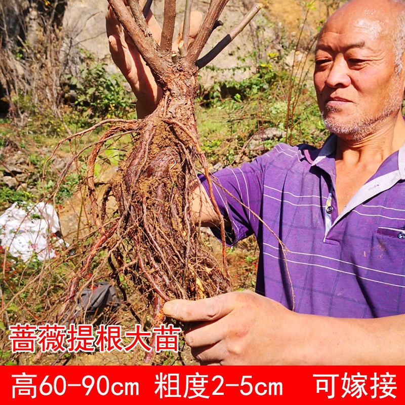 月季盆景提根蔷薇高提根50u-90cm无刺蔷薇实生根苗树月季嫁接砧木