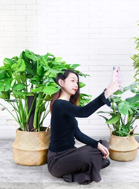 龟背竹大盆栽大叶开背q植物室内客厅老桩吸甲醛净化空气真绿植