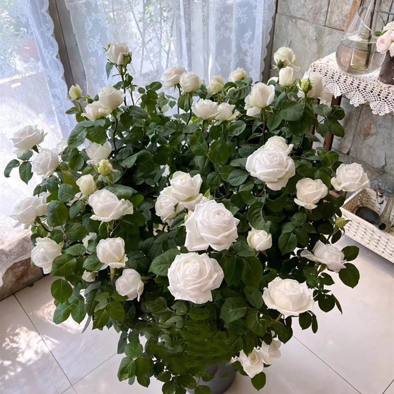 婚礼之路月季花四季特大花浓香伊芙白色玫瑰花苗盆栽阳台花卉绿植