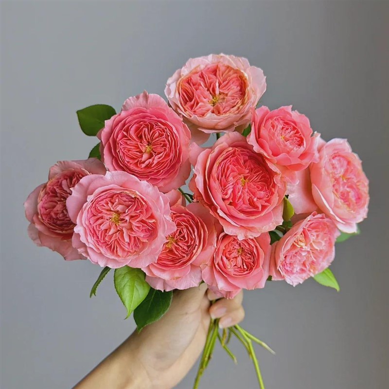 S18中大苗【夏日花火】浓香丰花月季阳台盆栽灌木四季花卉地栽花