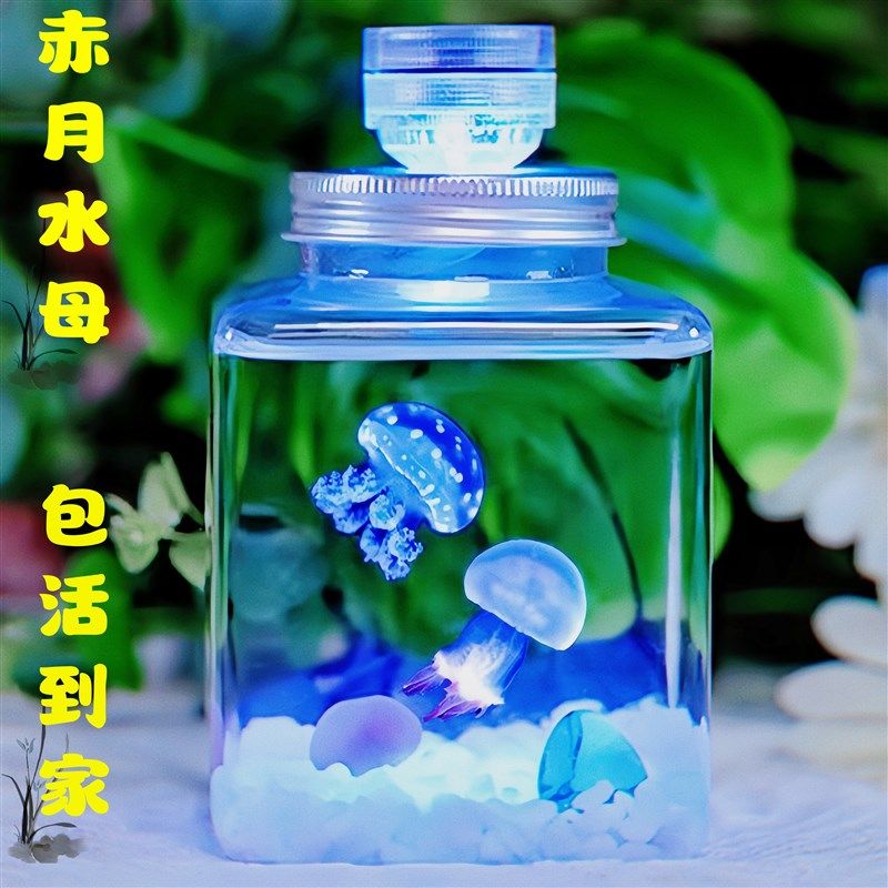 水母活物宠物水母发光水母桌面学生儿童无毒好养小宠物小动物包活,宠物/宠物食品及用品,其它水族宠物,淘宝优惠券,粉丝福利购,淘宝优惠卷