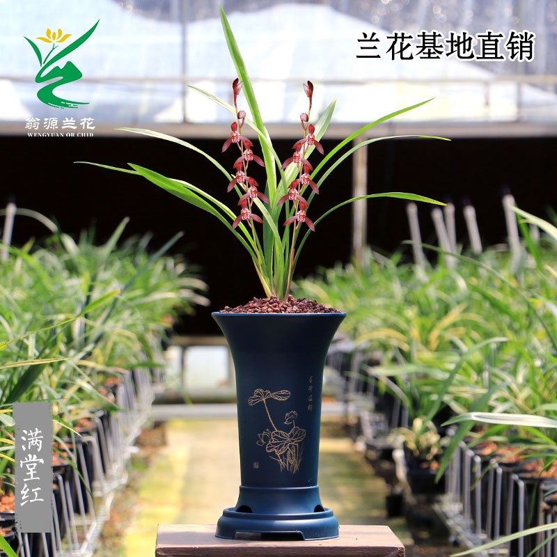 喜花里兰花苗四季建兰满堂红开浓香八大红花铭品室内绿植花卉盆栽