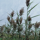 野生芦苇家居装 饰芦苇 饰干束柴芦苇拍摄道具小新装