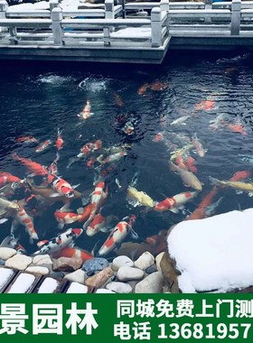 假山鱼池 设计施工灯光亮化水质净化锦鲤鱼养殖技术交流水布局