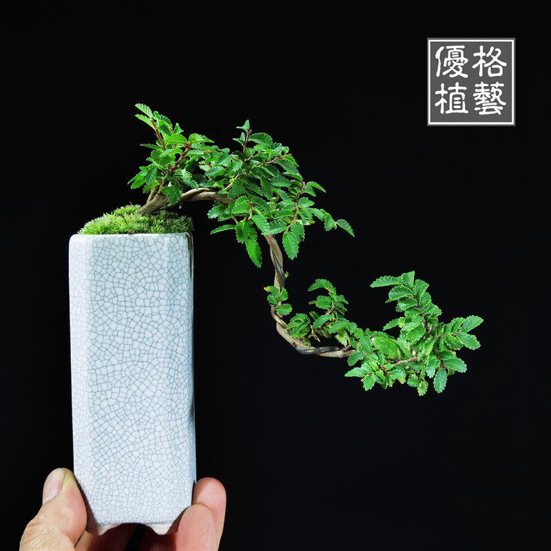 迷你悬崖小叶榆树榔榆掌上盆栽飘枝拇指微型盆景禅意茶几办公绿植