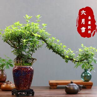 悬崖金边六月雪室内造型开花小盆栽禅意盆景小老桩桌面办公室内