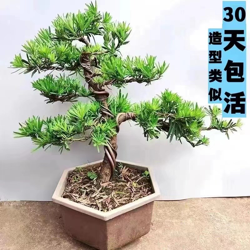 罗汉松盆景树苗小叶老桩雀舌罗汉松造型树迎客松办公室内桌面盆栽图片