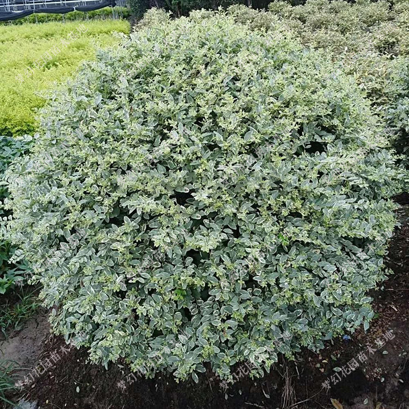 银姬小蜡球树苗金姬小蜡苗彩叶灌木庭院花园绿化色块耐寒花境植物图片