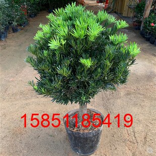 罗汉松名贵大树盆景树桩老桩树苗盆栽造型树大型室外别墅庭院小苗