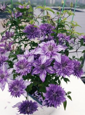 铁线莲品种大苗总汇乌o托邦翠鸟琉璃花边石竹阳台庭院爬藤植物盆