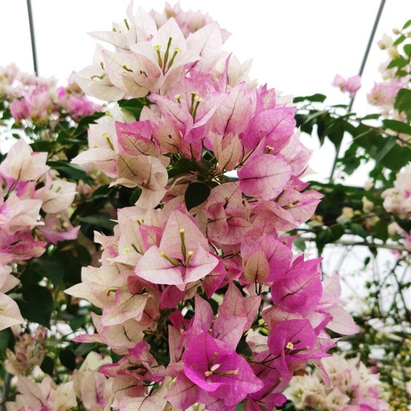 三角梅  末代皇帝 带盆栽E好扦插小苗  庭院 攀爬