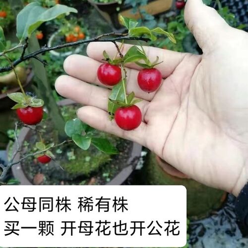 金弹子盆栽盆景公母同株不嫁接明年扦F插母苗四川小叶常绿不落叶