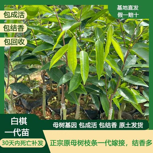白棋绿棋黑棋奇楠沉香树苗名贵原C母树一代棋楠嫁接苗绿化盆栽木