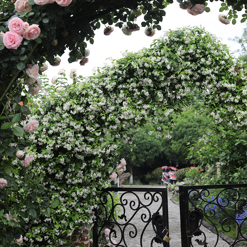 海蒂的花园风车茉莉络石藤耐阴清香阳台庭院爬藤植物盆栽[龙泉仓]