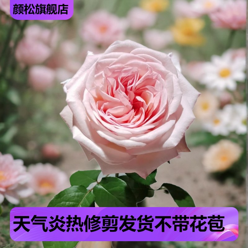 粉荔枝 粉哈娜大花浓香强抗病切花玫瑰直立性好 阳台盆栽庭院月季
