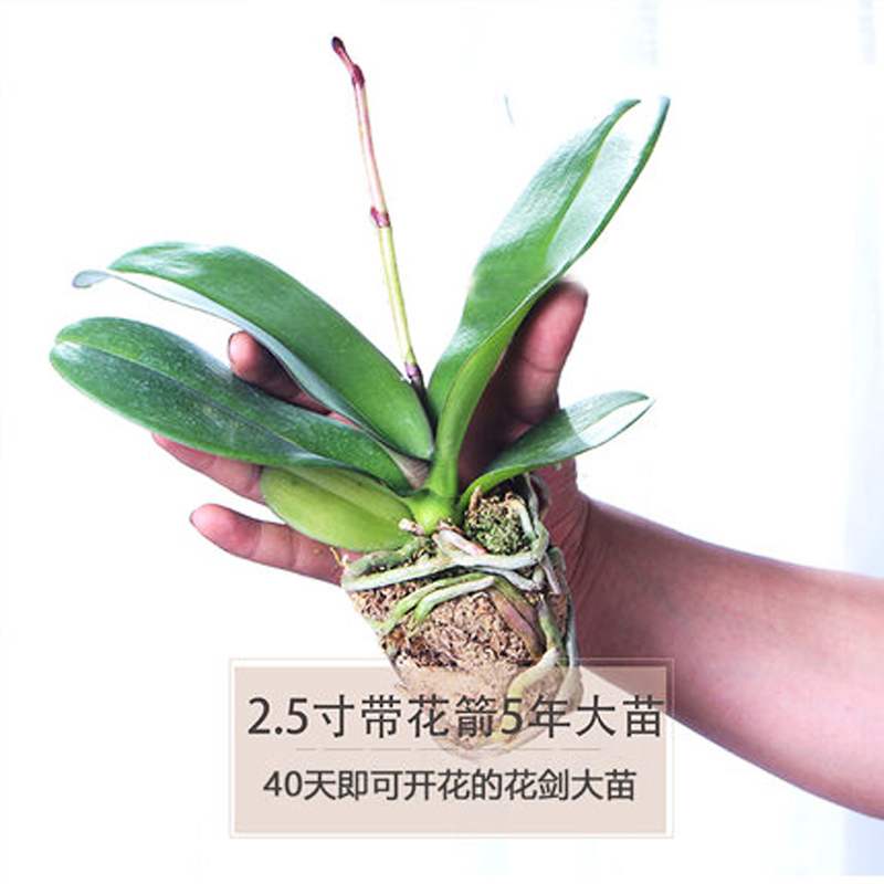 2.5寸5年苗四季蝴蝶兰冬季带花剑花苗观花盆栽植物办公室内大花型